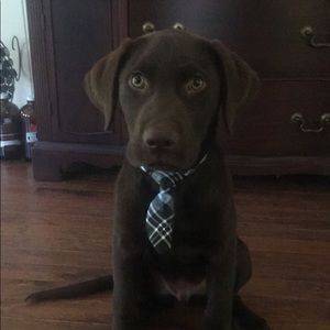 Meet your Posher, Elizabeth